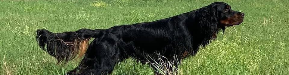 Dansk Gordon Setter Klub